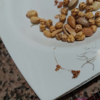 Aldığım Kuruyemişin İçinden Kurtlar Çıktı Hijyen Konusunda Endişeliyim