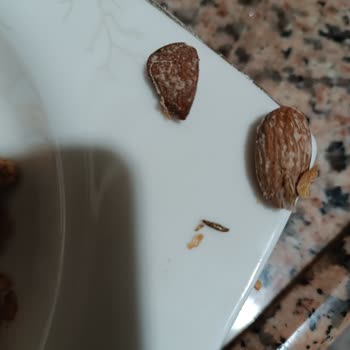 Aldığım Kuruyemişin İçinden Kurtlar Çıktı Hijyen Konusunda Endişeliyim