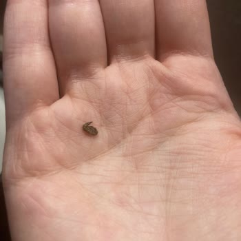 Eti Sade Yulaf'ta Kurumuş Böcek Şoku!