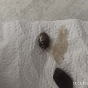 Aldığım Zeytinden Böcek Çıktı, İade Ve Geri Ödeme Talebim Var