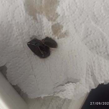 Aldığım Zeytinden Böcek Çıktı, İade Ve Geri Ödeme Talebim Var