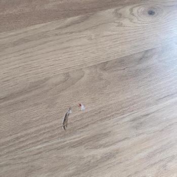 Evmer Elazığ Şubesinde Arızalı Yemek Masası İçin Çözüm Sunulmuyor, Mağduriyetim Sürüyor