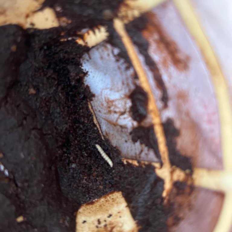 Kahve Paketinden Lavra Çıkması Hijyen Endişesi Yarattı