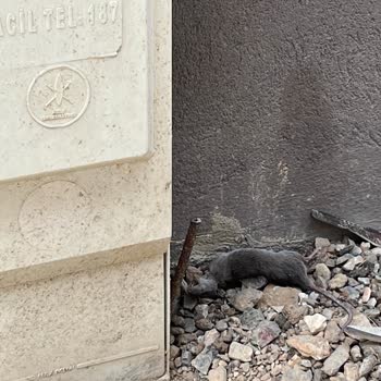 Kaldırım Taşlarının Yerleştirilmemesi Nedeniyle Oluşan Sağlık Sorunları