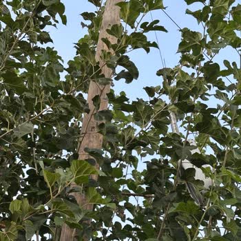 İki Yıldır Tehlike Arz Eden Elektrik Direği Ve İlgisiz Saha Ekibi Nedeniyle Mahallemizde Güvenlik Riski