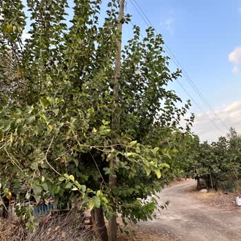 İki Yıldır Tehlike Arz Eden Elektrik Direği Ve İlgisiz Saha Ekibi Nedeniyle Mahallemizde Güvenlik Riski