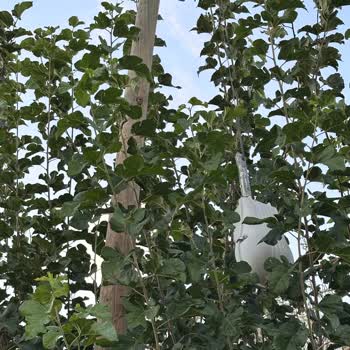 İki Yıldır Tehlike Arz Eden Elektrik Direği Ve İlgisiz Saha Ekibi Nedeniyle Mahallemizde Güvenlik Riski