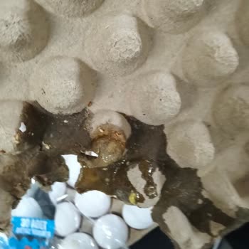 Son Kullanma Tarihi Geçmiş Ve Küflü Yumurta Satışı