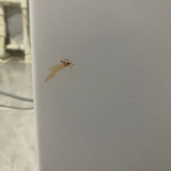 Vestel Çamaşır Makinesinde Paslanma, Küf Ve Koku Sorunu Yaşıyorum