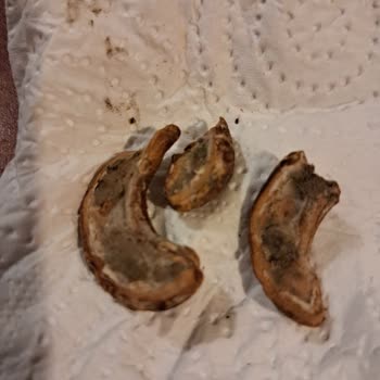 Aldığım Kajunun İçinde Küf Çıktı Firma Dönüş Yapmadı