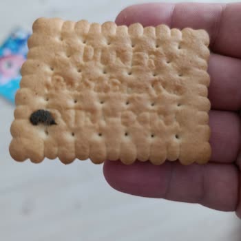 Aldığım Bisküvinin İçinden Fare Dışkısı Çıktı, Sağlık Riski Oluştu