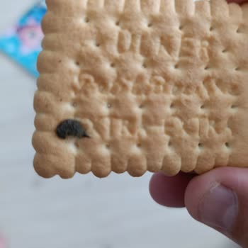 Aldığım Bisküvinin İçinden Fare Dışkısı Çıktı, Sağlık Riski Oluştu