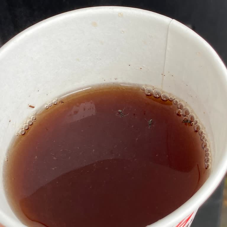 Otomat Çayında Karınca Çıkması Nedeniyle Hijyen Ve Sağlık Sorunu