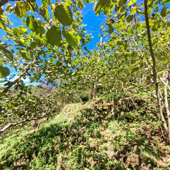 Arazimize İzinsiz Elektrik Direği Dikildi