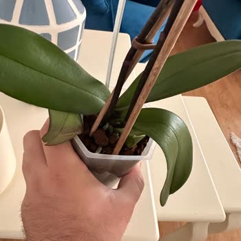 Solmuş Orkide Teslimatı Ve Çözüm Beklentisi