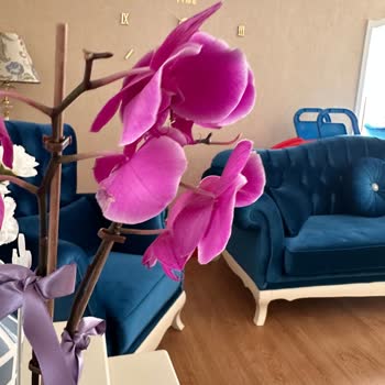 Solmuş Orkide Teslimatı Ve Çözüm Beklentisi