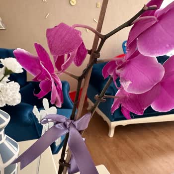 Solmuş Orkide Teslimatı Ve Çözüm Beklentisi