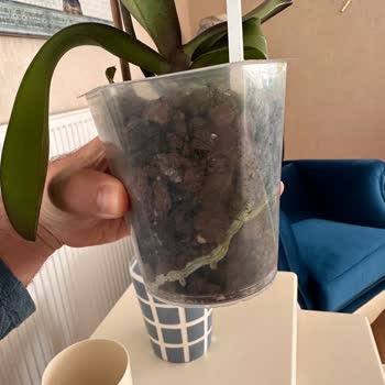 Solmuş Orkide Teslimatı Ve Çözüm Beklentisi