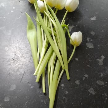 Emirgan Botanik'ten Şikayetçiyim