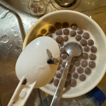 Çikolata Gevreğinde Sinek Ölüsü: Çocukların Sağlığı Tehlikeye Girdi