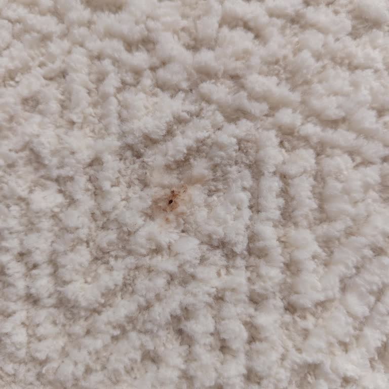 Yıkatser Halılar Hem Saçlı Hem De Kirli Bir Şekilde Geldi!