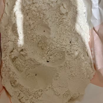 Aldığımız Unun İçinden Böcek Çıktı Mağaza Çözüm Sunmadı