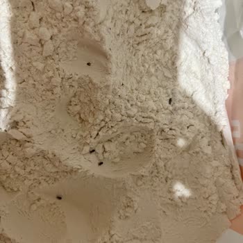 Satın Aldığım Unun İçinden Böcek Çıktı, Acil Çözüm Bekliyorum