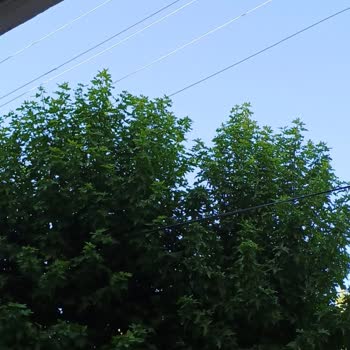 Elektrik Tellerine Değen Ağaç İçin 2 Aydır Çözüm Bekliyoruz