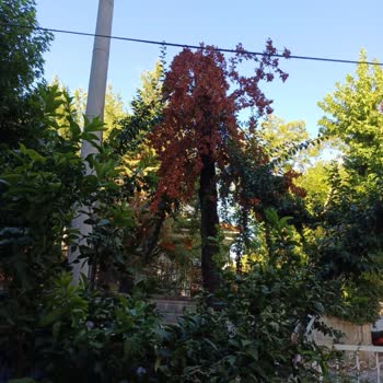 Elektrik Tellerine Değen Ağaç İçin 2 Aydır Çözüm Bekliyoruz Acil Tehlike Var