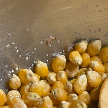 Aldığım Patlamış Mısırın İçinden Kurt Çıktı Hijyen Konusunda Endişeliyim