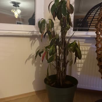 Aldığım Bitki 3 Haftada Soldu, Firma Sorunuma Çözüm Sunmadı