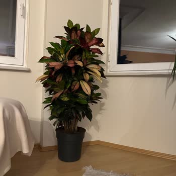 Aldığım Bitki 3 Haftada Soldu, Firma Sorunuma Çözüm Sunmadı