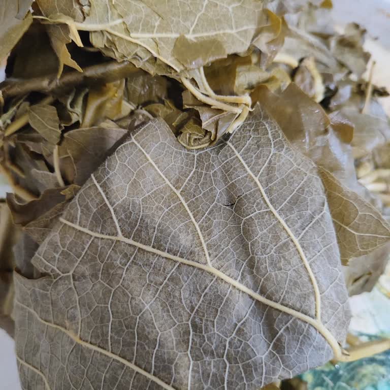 @tokatyaprakcim Tüm Yaprakların Tüylü ve Çürümüş Olduğunu Gördüm