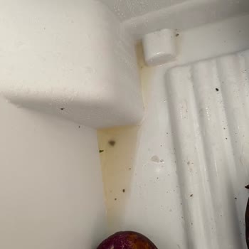 Bosch Buzdolabında Sürekli Su Birikintisi Ve Yetersiz Servis Desteği