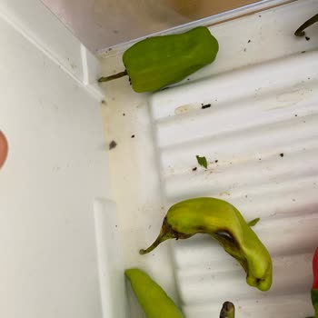 Bosch Buzdolabında Sürekli Su Birikintisi Ve Yetersiz Servis Desteği