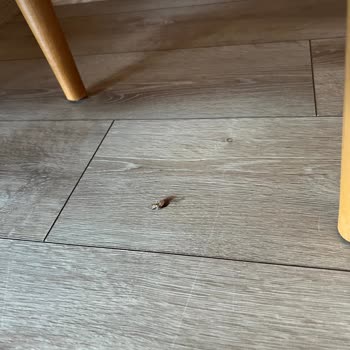 Hijyen Sorunları Ve İlgisiz Yaklaşım Nedeniyle Jolly Tur'dan Mağduriyet Yaşadım