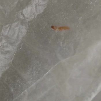 Aldığım Unun İçinden Kurtçuk Ve Yabancı Cisim Çıktı!