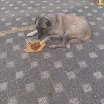 Kartal Belediyesi Mahallemizde Beslediğimiz Köpek Kim Tarafından Alındı Bilmiyoruz