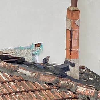 Çatıda Mahsur Kalan Yavru Kediye İtfaiyeden Yetersiz Yardım