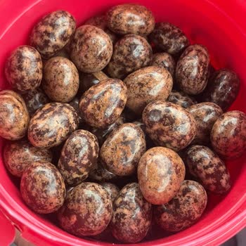 Aldığım Bonte Çikolatanın Bozulmuş Olması Ve İade Talebim