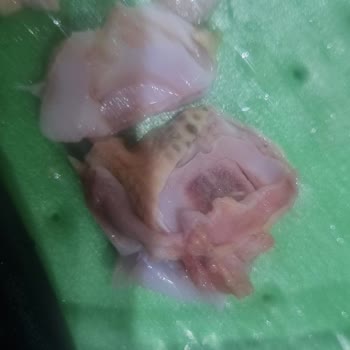 Aldığım Tavuk Butlarında Renk Değişimi Ve Şüpheli Görüntü