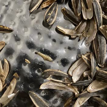 Aldığım Çekirdekte Kurt Çıktı Sağlığımız Tehlikeye Girdi