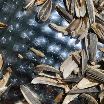 Aldığım Çekirdekte Kurt Çıktı Sağlığımız Tehlikeye Girdi