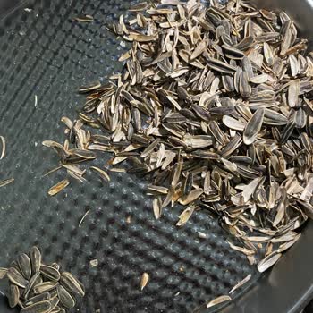 Aldığım Çekirdekte Kurt Çıktı Sağlığımız Tehlikeye Girdi