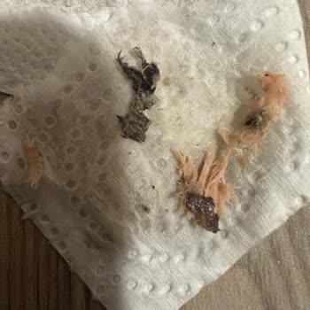 Ton Balığında Siyah Yabancı Maddeyle Karşılaştım, İnceleme Talep Ediyorum