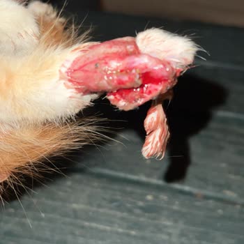 Yaralı Kediye Belediyeden Yardım Alamadık İlgisizlik Mağduriyet Yarattı