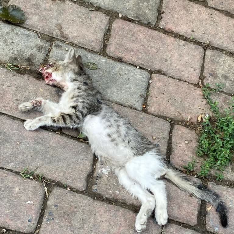 Hasta Ve Yavru Kediler İçin Belediyeden Acil Müdahale Bekleniyor