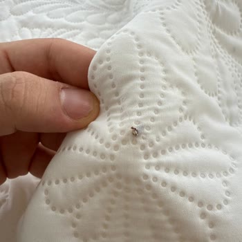 Aldığım Üründe Güvelenme Çıktı, Değişim Talep Ediyorum