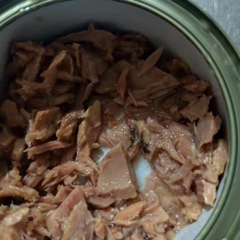 Taze Olmayan Ton Balığı Ve İade Sorunu: Çözüm Bekliyorum