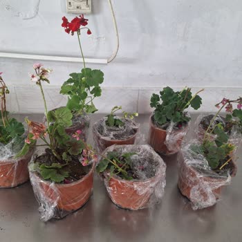 Bitkisatisi.com.tr Troya Çiçekçilik Mağduriyeti